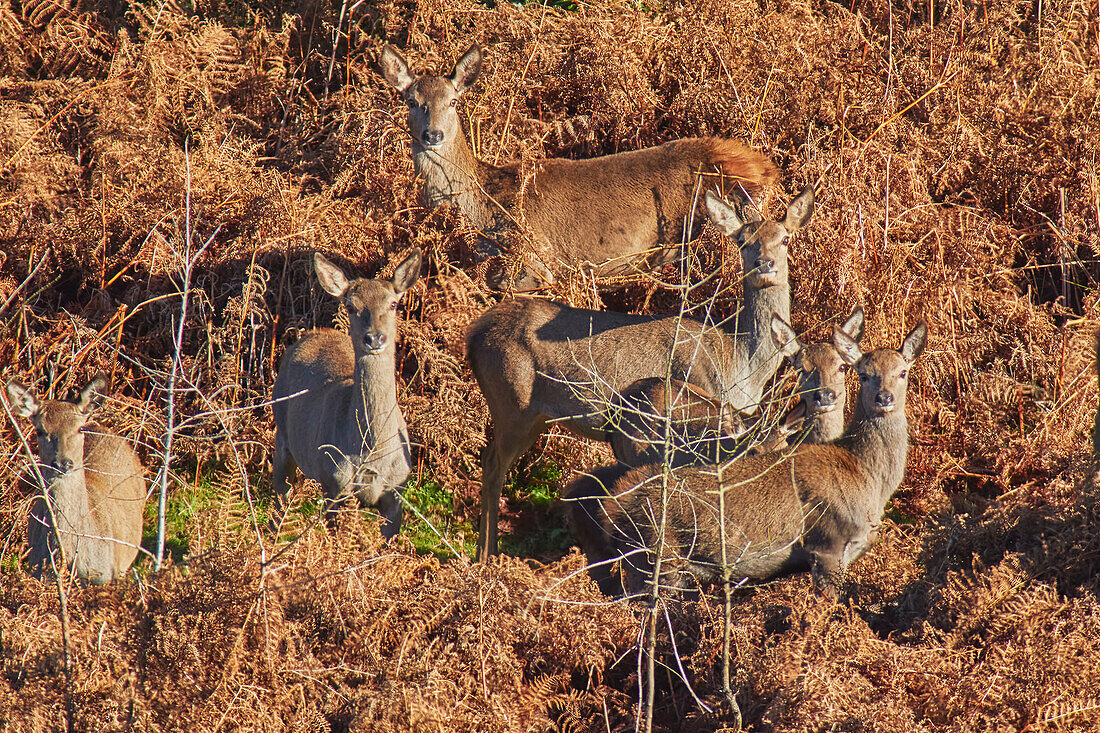 Eine Gruppe von Rothirschen (Cervus elaphus) inmitten von Farnkraut in der Landschaft von Exmoor, in der Nähe von Dunster, Exmoor National Park, Somerset, England, Vereinigtes Königreich, Europa