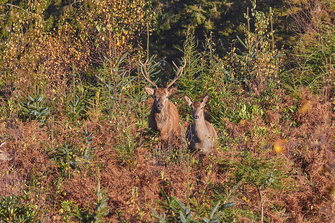 Rothirsch und Hirschkuh (Cervus elaphus), inmitten von Farnkraut im Exmoor-Nationalpark, nahe Dunster, Somerset, England, Vereinigtes Königreich, Europa