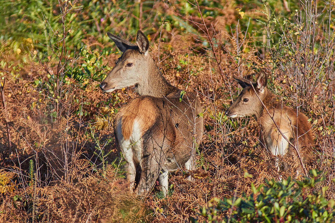 Eine Gruppe von Rothirschen (Cervus elaphus) inmitten von Farnkraut in der Landschaft von Exmoor, in der Nähe von Dunster, Exmoor National Park, Somerset, England, Vereinigtes Königreich, Europa