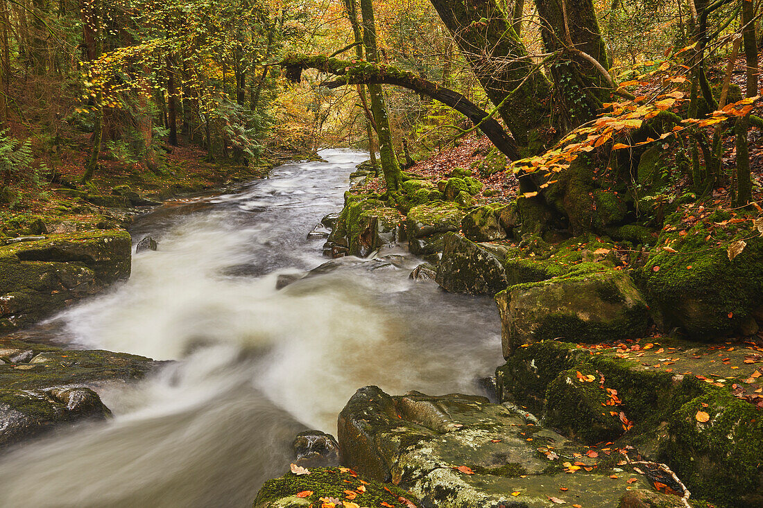 Ein schnell fließender Fluss im herbstlichen Urwald, im Dartmoor-Nationalpark, der Fluss Erme, in der Nähe von Ivybridge, Devon, England, Vereinigtes Königreich, Europa