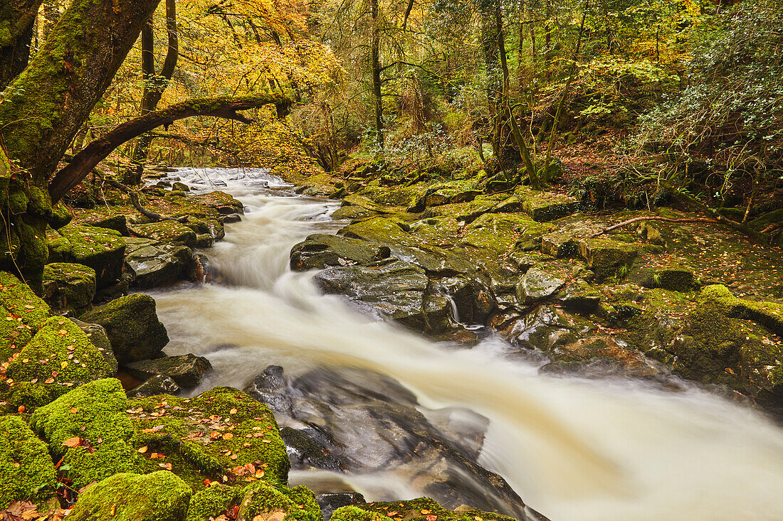 Der Fluss Erne fließt schnell durch einen herbstlichen Urwald, Dartmoor National Park, in der Nähe von Ivybridge, Devon, England, Vereinigtes Königreich, Europa