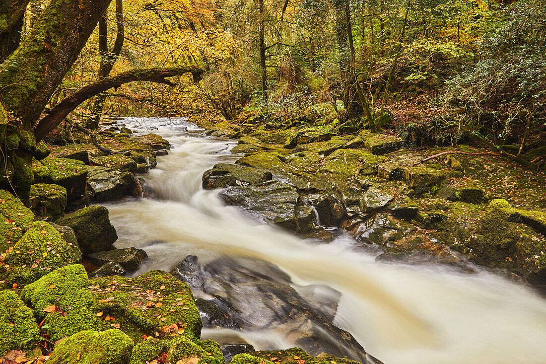 The River Erne flowing fast through autumnal ancient forest, Dartmoor National Park, near Ivybridge, Devon, England, United Kingdom, Europe