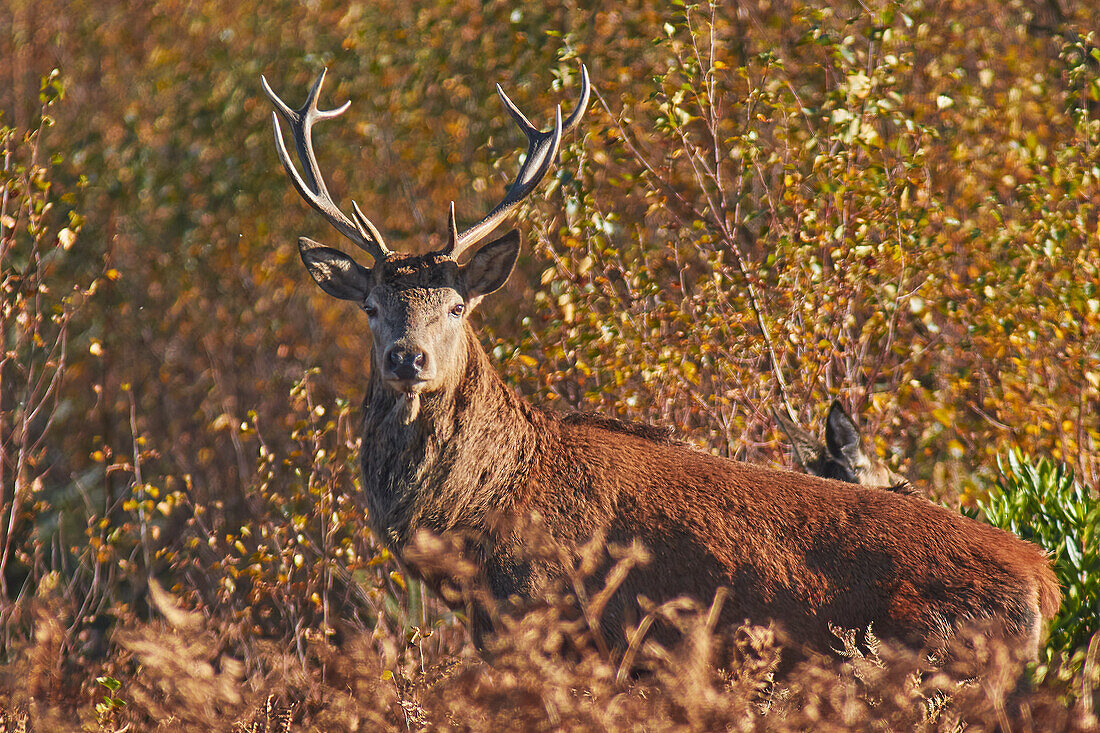 Ein Rothirsch (Cervus elaphus), im Gestrüpp in der Landschaft von Exmoor, in der Nähe von Dunster, Exmoor-Nationalpark, Somerset, England, Vereinigtes Königreich, Europa