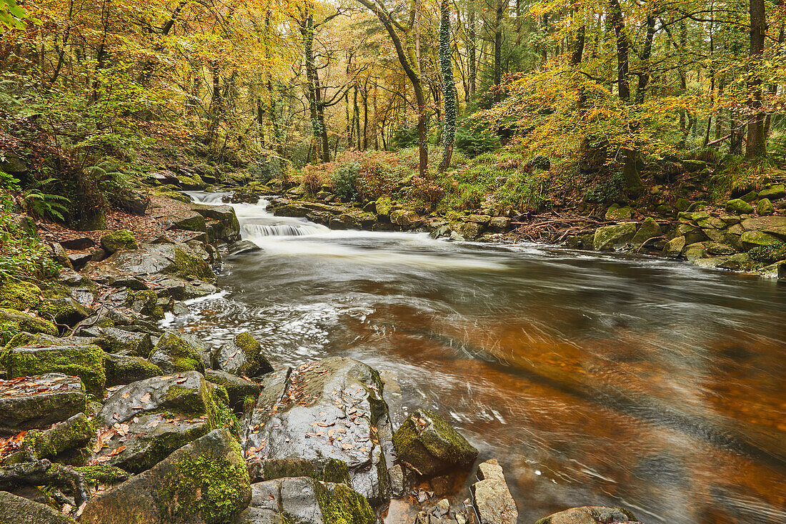 The River Erne flowing fast through autumnal ancient forest, Dartmoor National Park, near Ivybridge, Devon, England, United Kingdom, Europe