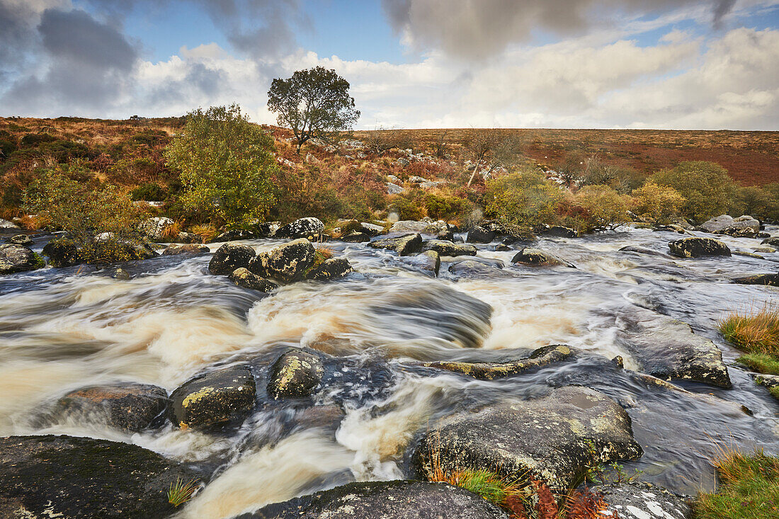 Der obere Fluss Teign im Herbst, der durch Gidleigh Common bei Chagford, Dartmoor-Nationalpark, Devon, England, Vereinigtes Königreich, Europa fließt