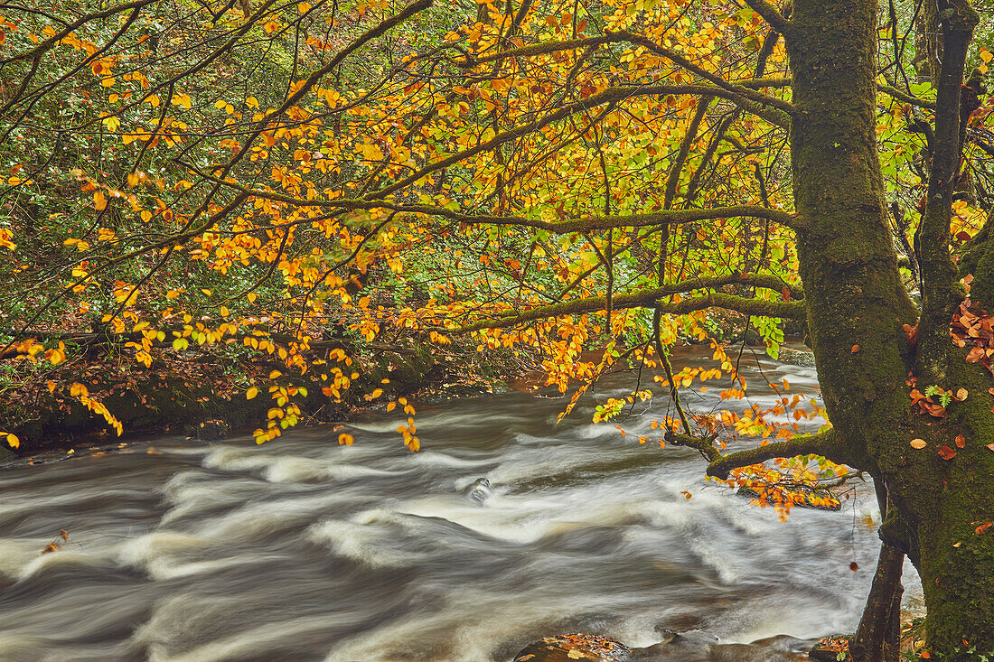 Herbstfarben in alten Wäldern am Ufer des Flusses Teign, in der Nähe von Fingle Bridge, Dartmoor National Park, Devon, England, Vereinigtes Königreich, Europa