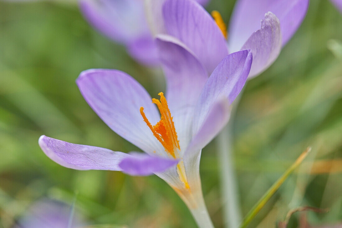 Lila blühende Krokusse im Vorfrühling, eine der frühesten Blumen, die die Ankunft des Frühlings ankündigen, in Devon, England, Vereinigtes Königreich, Europa