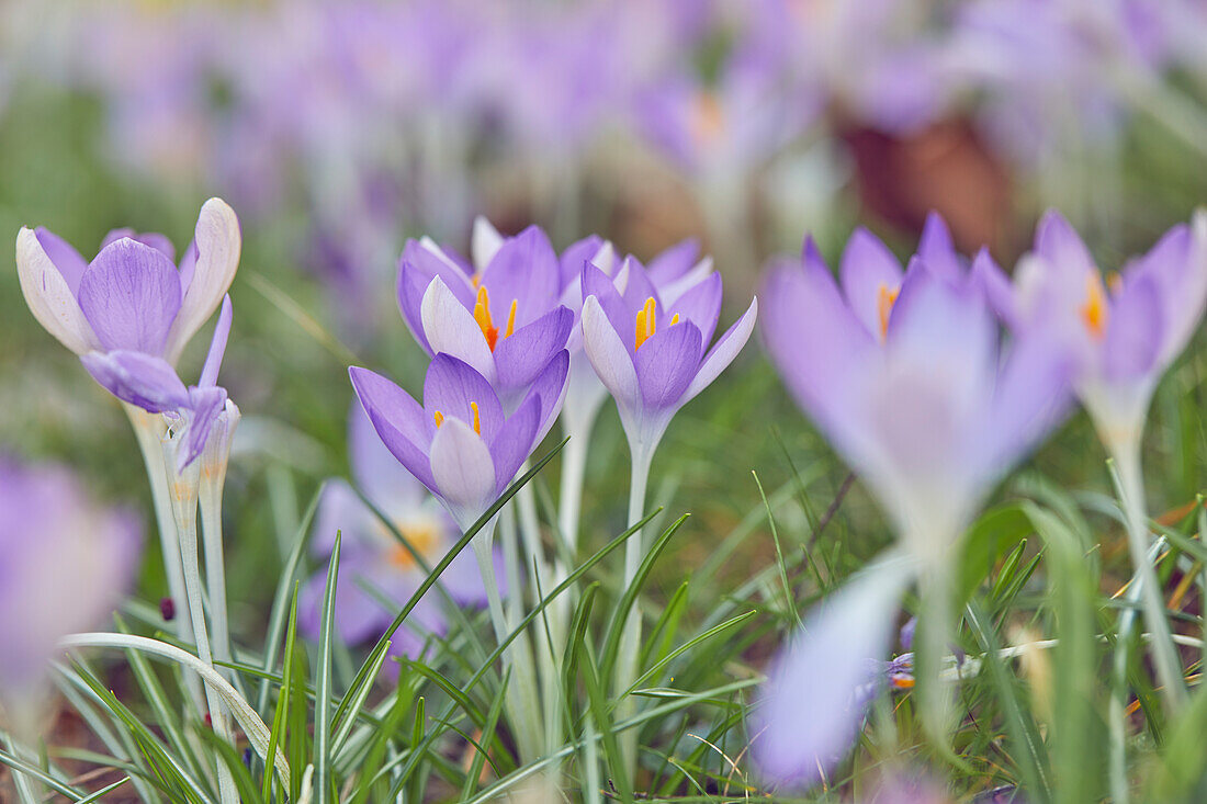 Lila blühende Krokusse im Vorfrühling, eine der frühesten Blumen, die die Ankunft des Frühlings ankündigen, Devon, England, Vereinigtes Königreich, Europa