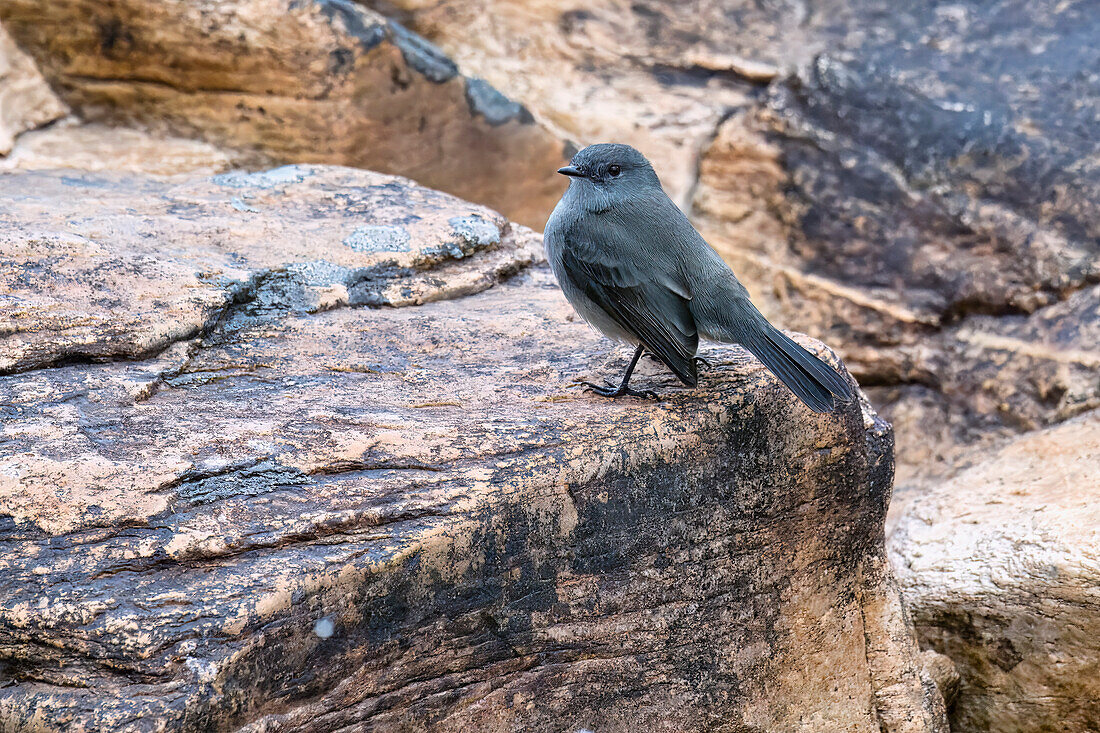 Rußtyrann (Serpophaga nigricans) auf einem Felsen, Serra da Canastra Nationalpark, Minas Gerais, Brasilien, Südamerika