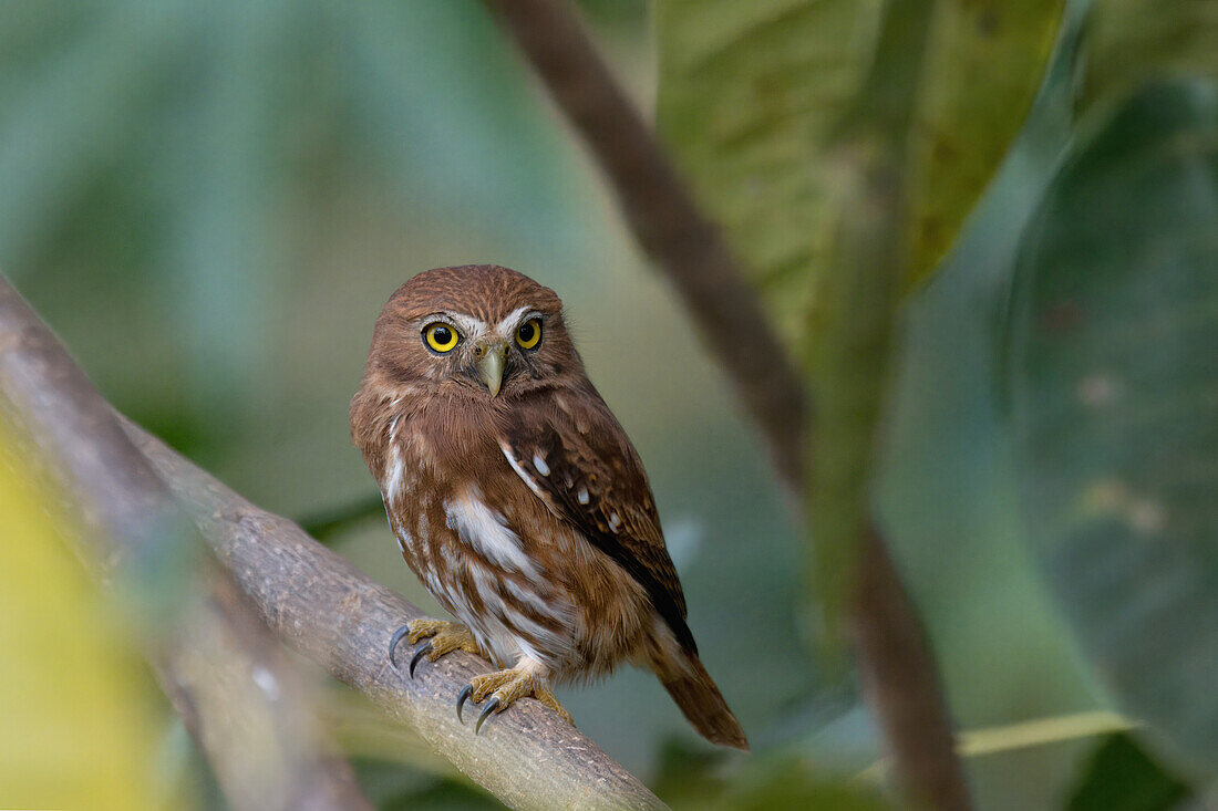 Ferruginous Pygmy-Owl (Glaucidium brasilianum), Serra da Canastra National Park, Minas Gerais, Brazil, South America