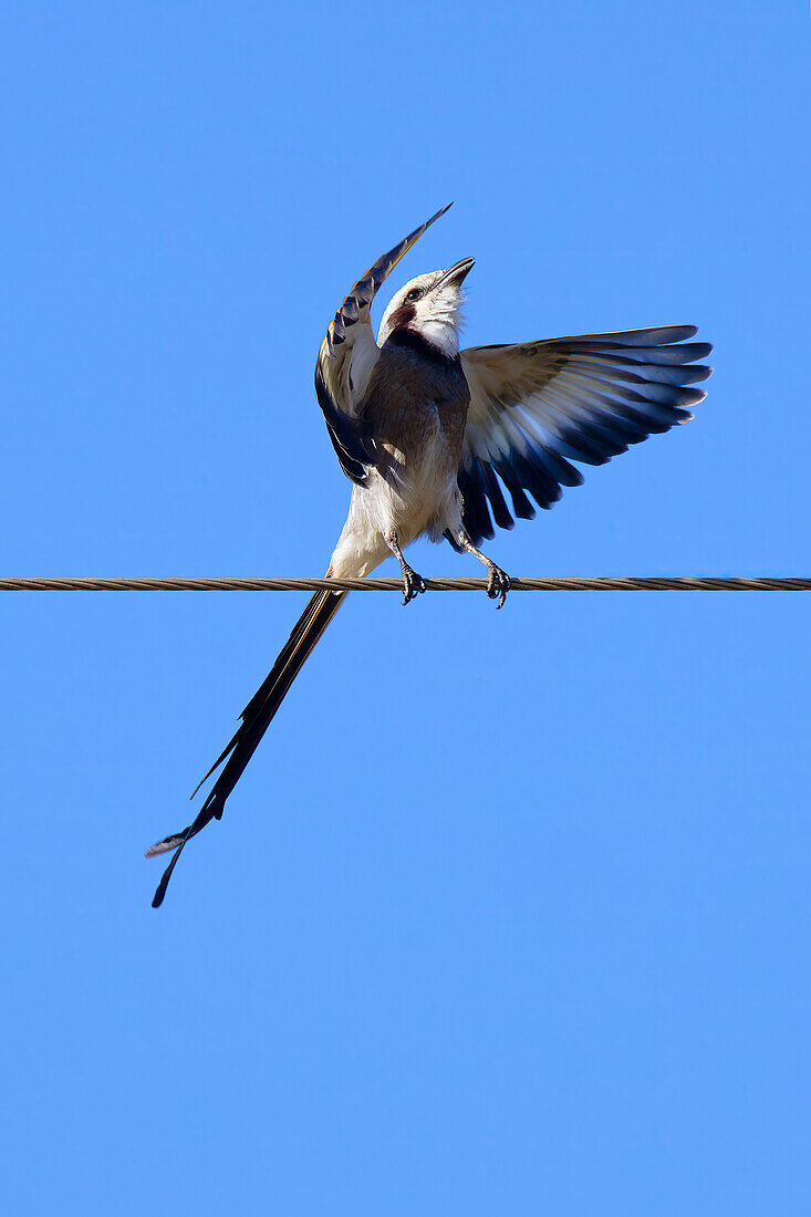 Balz des Streifschwanztyrannen (Gubernetes yetapa), Serra da Canastra Nationalpark, Minas Gerais, Brasilien, Südamerika