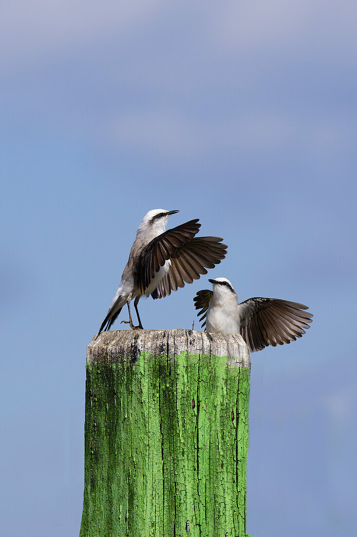 Courtship display of a couple of Masked Water-Tyrant (Fluvicola nengeta), Serra da Canastra National Park, Minas Gerais, Brazil, South America