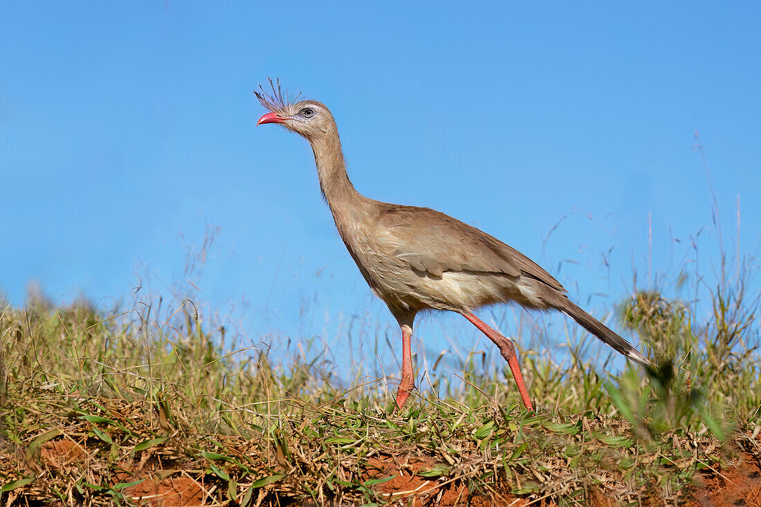 Rotbeinige Seriema (Crested Seriema) (Cariama cristata) auf roter Erde, Serra da Canastra Nationalpark, Minas Gerais, Brasilien, Südamerika