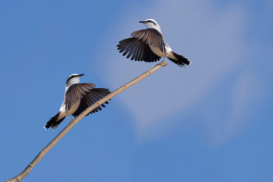 Courtship display of a couple of Masked Water-Tyrant (Fluvicola nengeta), Serra da Canastra National Park, Minas Gerais, Brazil, South America