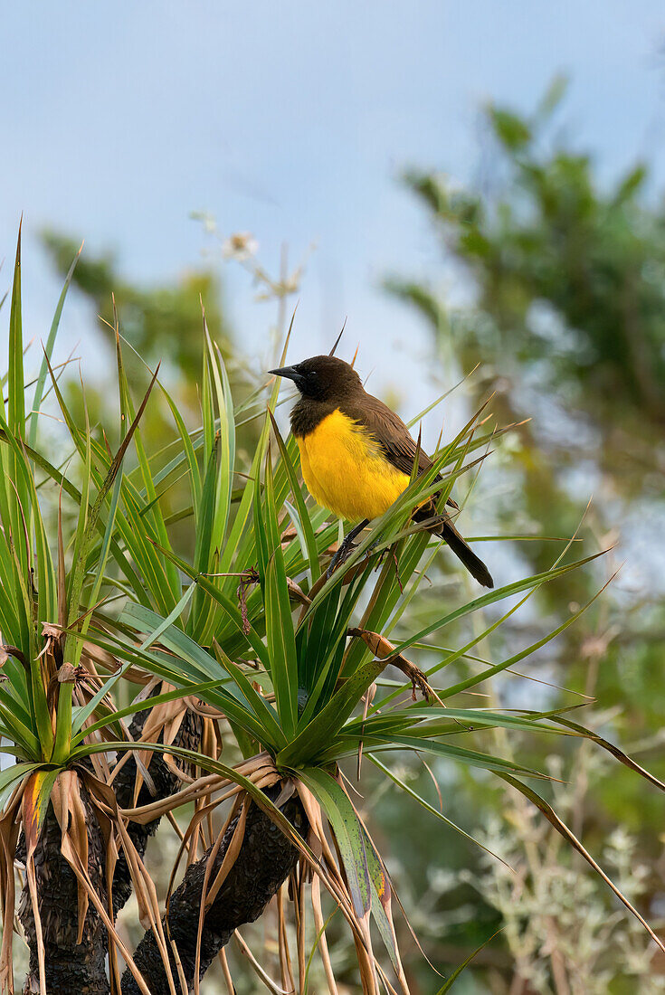 Gelbbürzel-Sumpfvogel (Pseudoleistes guirahuro) auf einem Zweig sitzend, Serra da Canastra National Park, Minas Gerais, Brasilien, Südamerika