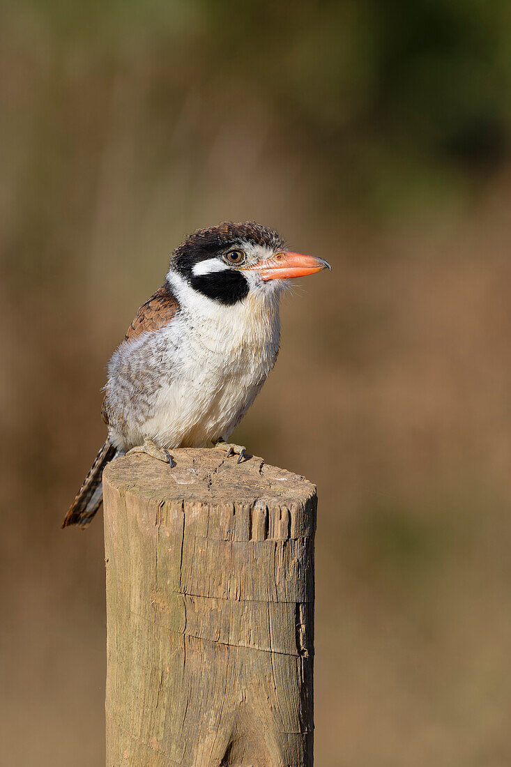 Weißohr-Faulvogel (Nystalus chacuru) auf einem Pfahl sitzend, Serra da Canastra National Park, Minas Gerais, Brasilien, Südamerika