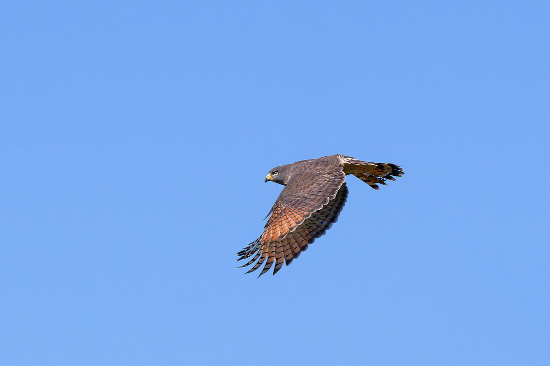 Flying Roadside Hawk (Rupornis magnirostris), Serra da Canastra National Park, Minas Gerais, Brazil, South America