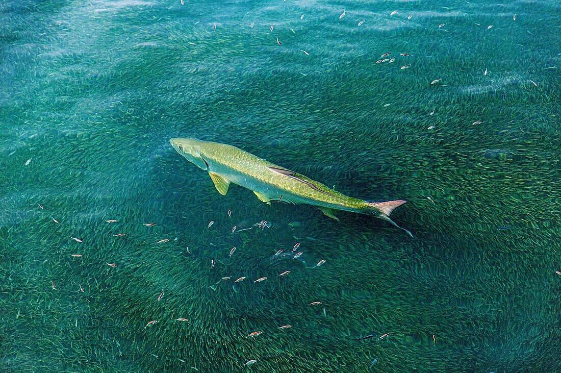 Tarpon (Megalops Atlanticus) auf der Jagd nach Fischbrut in Bailey's Bay, Bermuda, Atlantik, Nordamerika