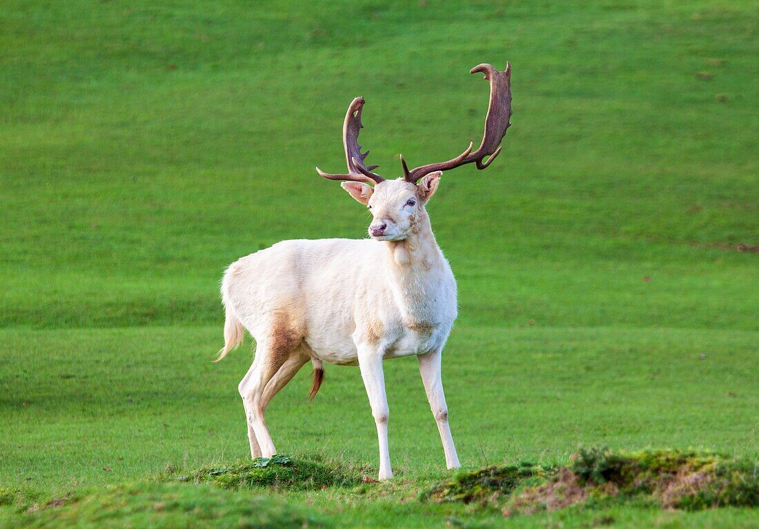 Damhirsch bei Knole House, in der Nähe von Sevenoaks. Kent, England, Vereinigtes Königreich, Europa