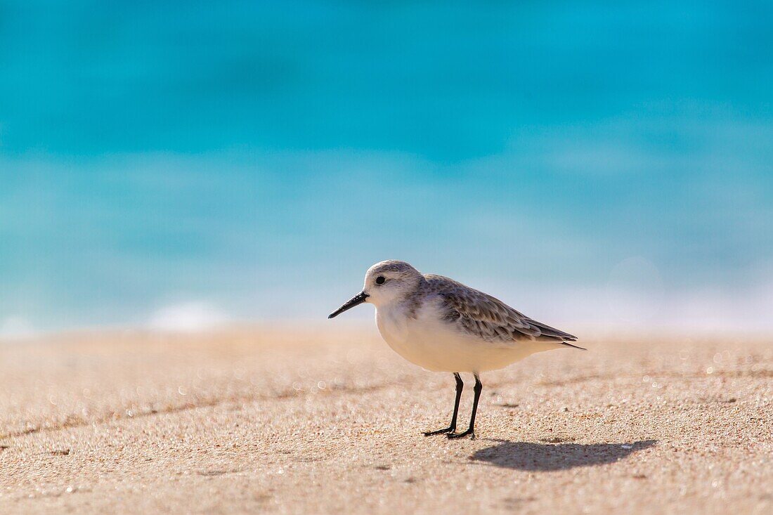 Sandpiper (Scolopacidae), a common wading bird, Bermuda, Atlantic, North America