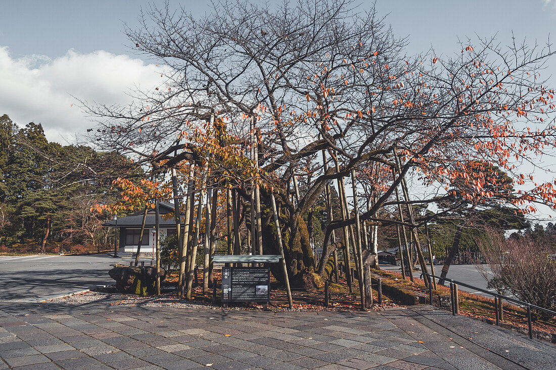 Nikkozan Rinnoji Temple 500 years old cherry tree in autumn, Nikko, Tochigi, Honshu, Japan, Asia