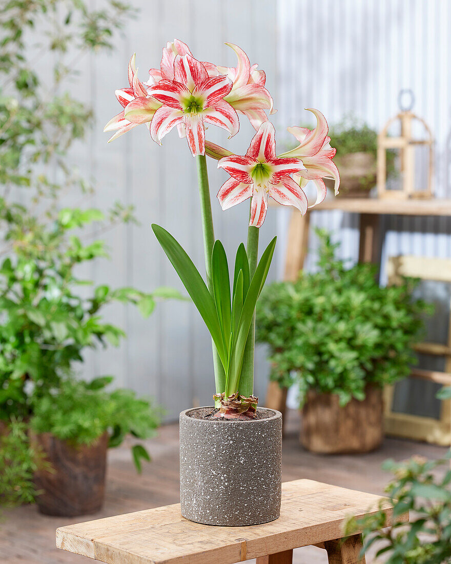 Hippeastrum Strawberry Ice (amaryllis)