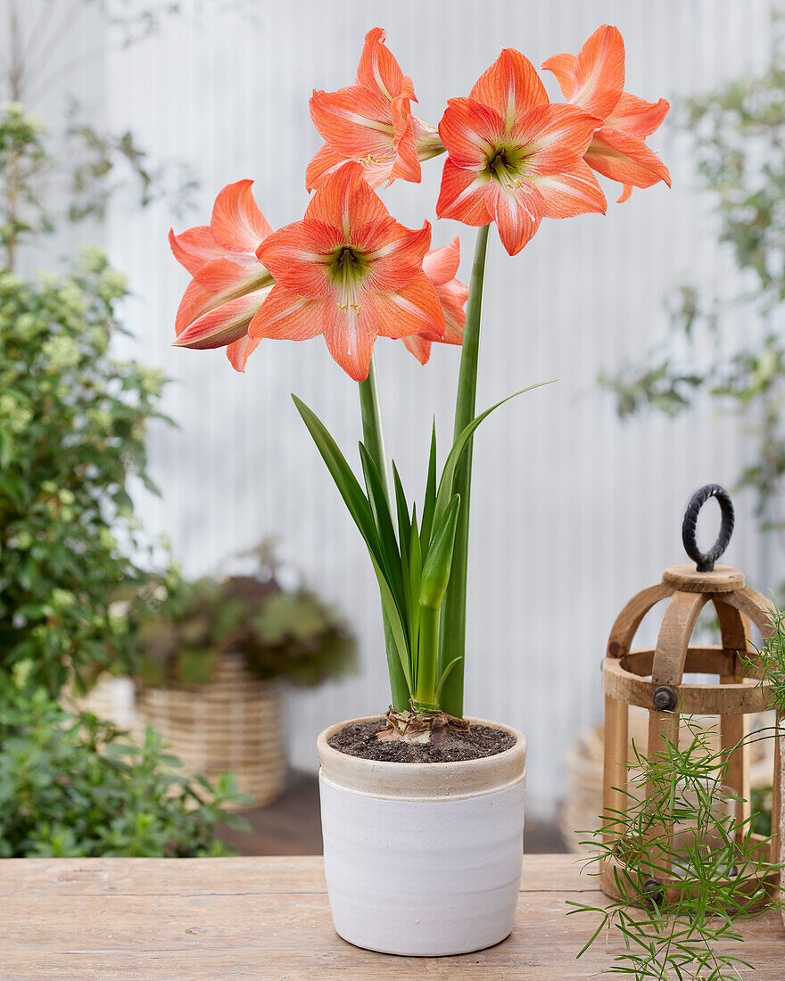 Hippeastrum Mango Charm