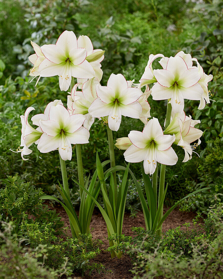 Hippeastrum Sissi