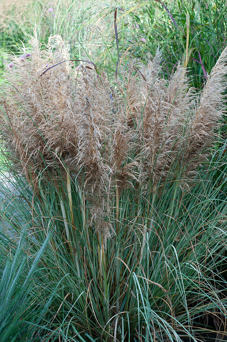 Cortaderia selloana Golden Goblin