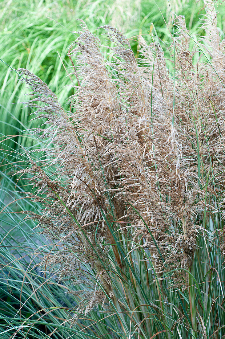 Cortaderia selloana Golden Goblin