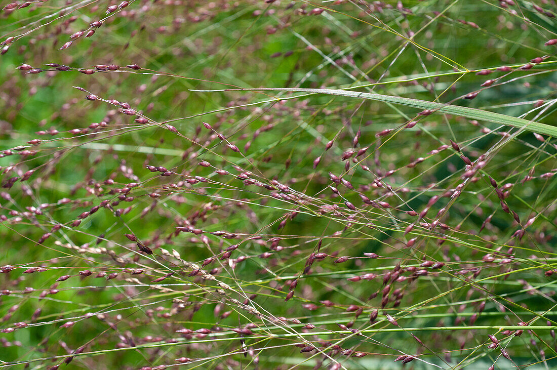 Panicum virgatum