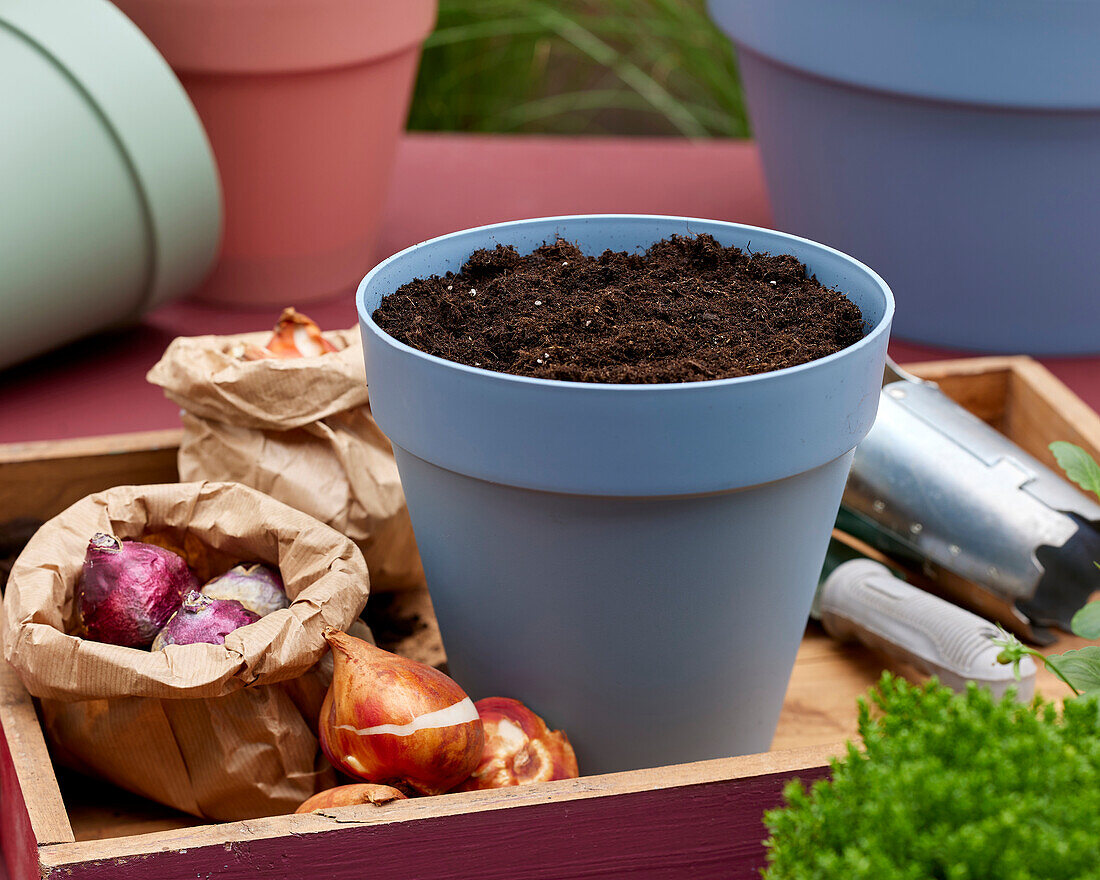 Planting spring flowering bulbs