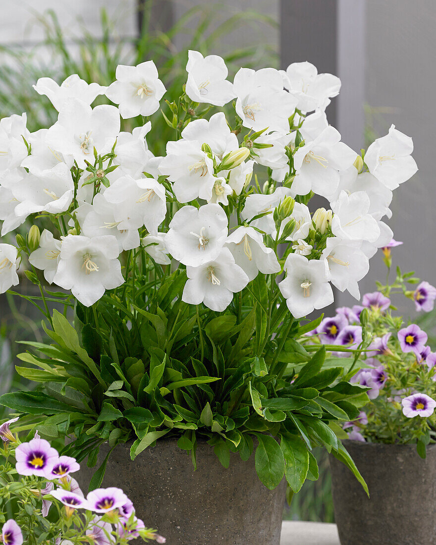 Campanula persicifolia Belladonna White®