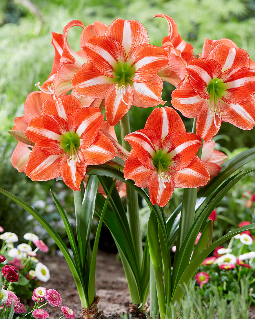 Hippeastrum Hyde Park