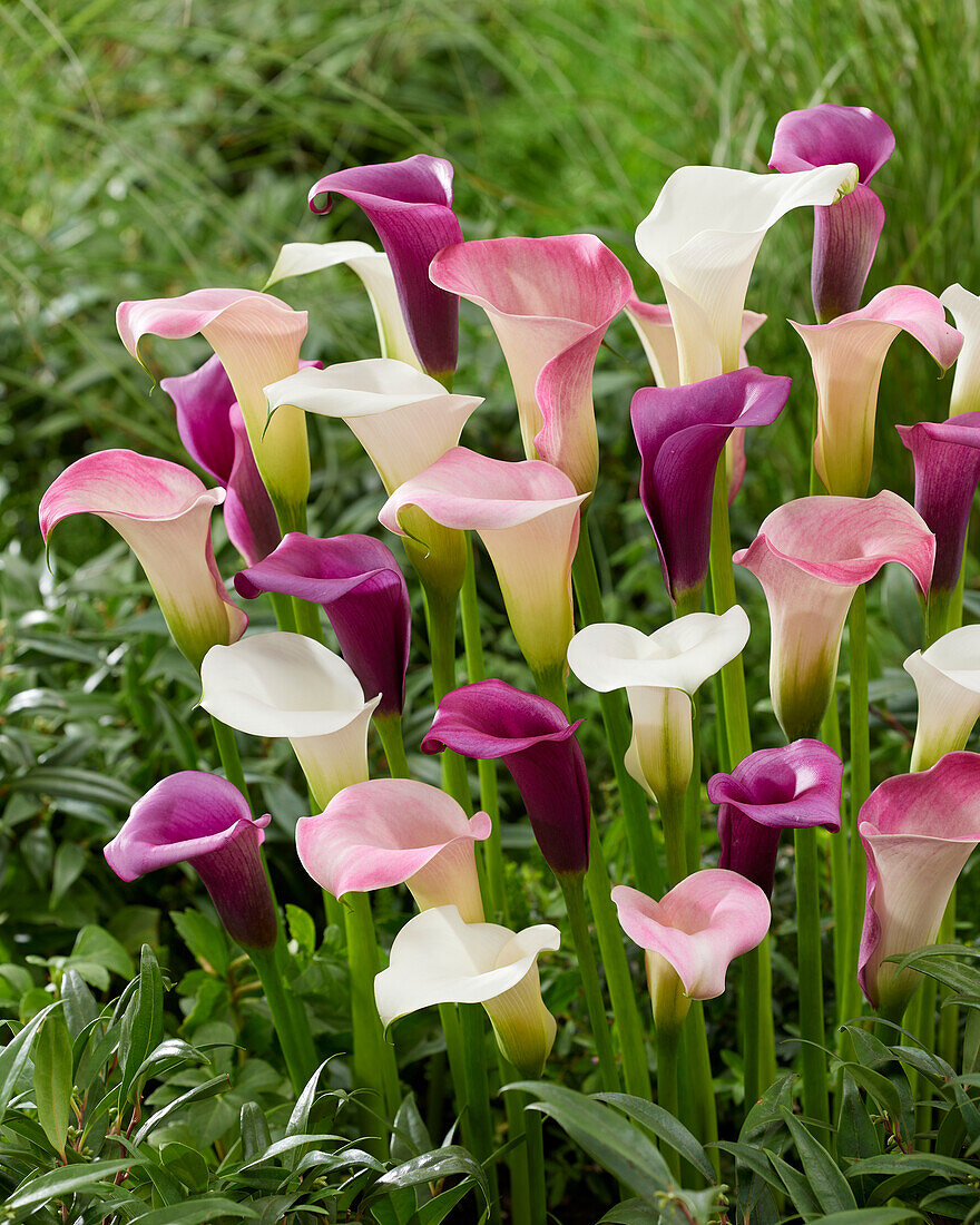 Zantedeschia mixture (calla lilies)