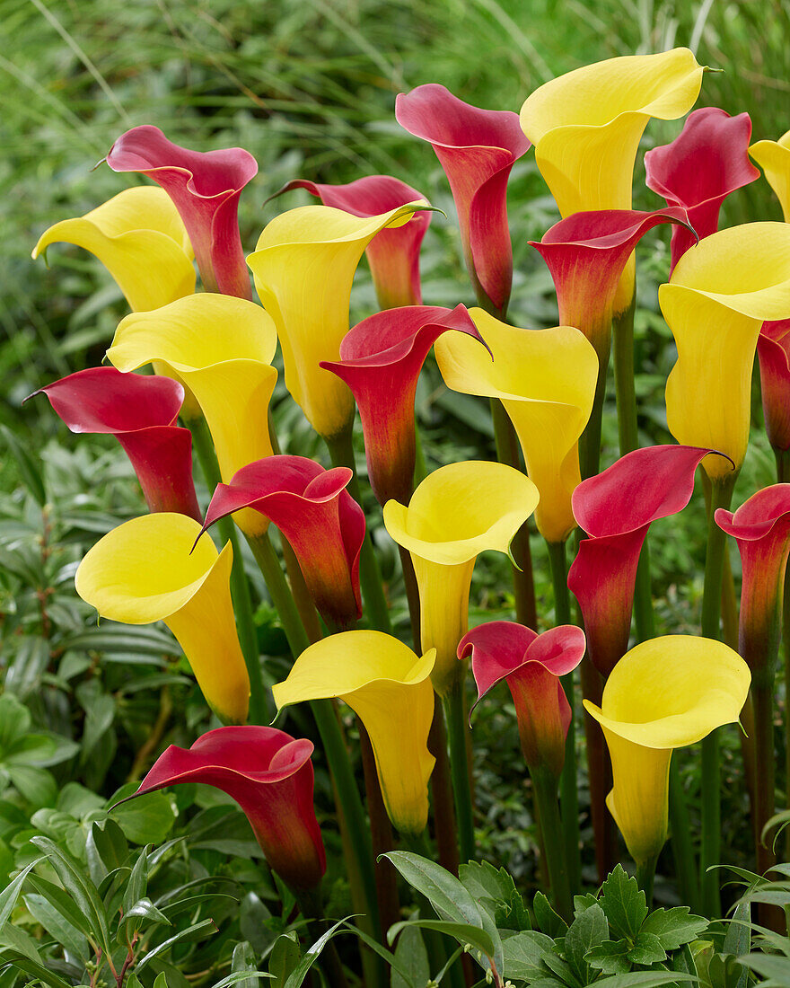 Zantedeschia Gold Medal, Red Charm (calla lilies)