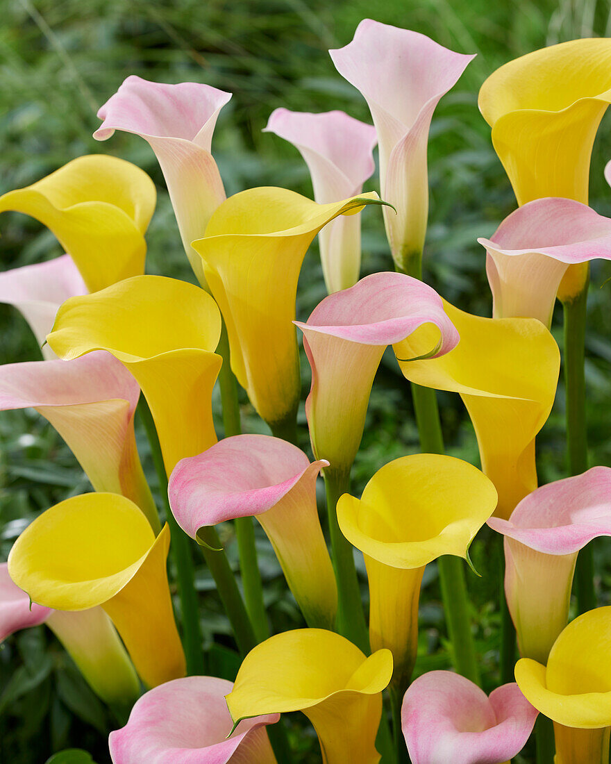 Zantedeschia Manila, Gold Medal (calla lilies)