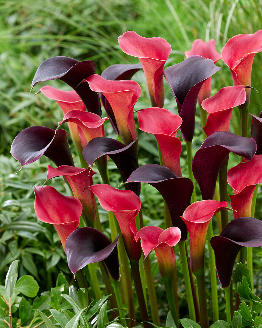 Zantedeschia Captain Carrera, Red Charm (calla lilies)