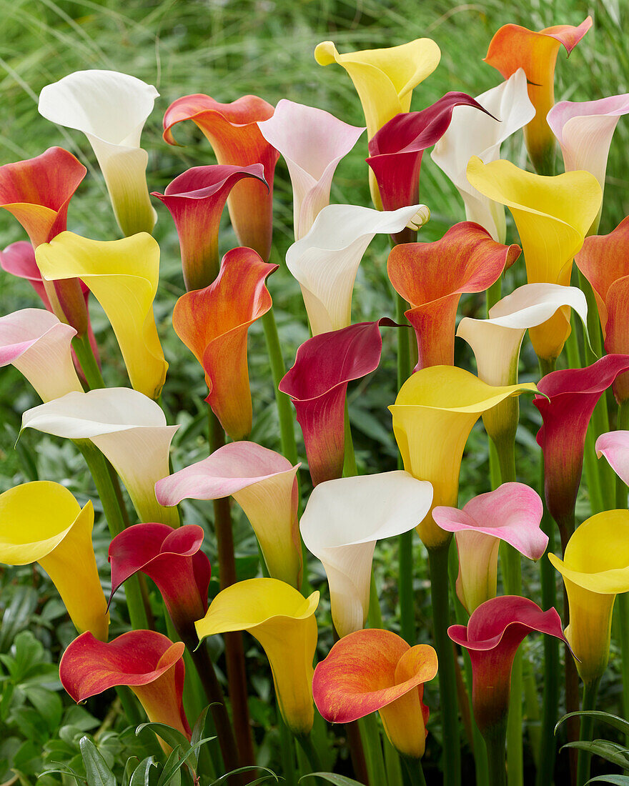 Zantedeschia blend