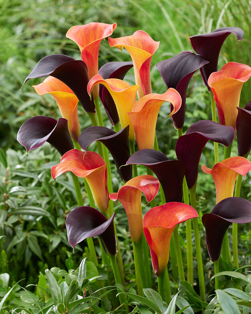 Zantedeschia Captain Carrera, Captain Trinity (calla lilies)