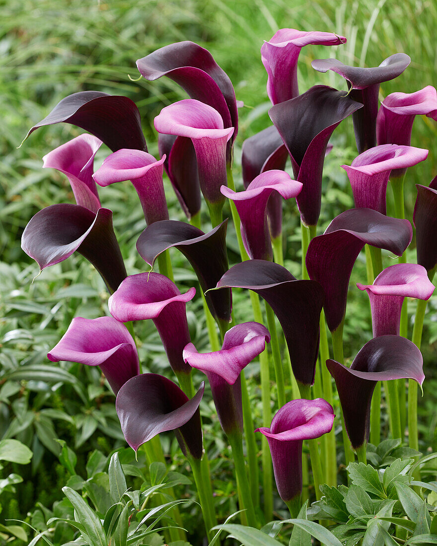 Zantedeschia Captain Carrera, Durban (calla lilies)