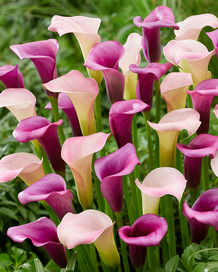 Zantedeschia Manila, Durban (calla lilies)