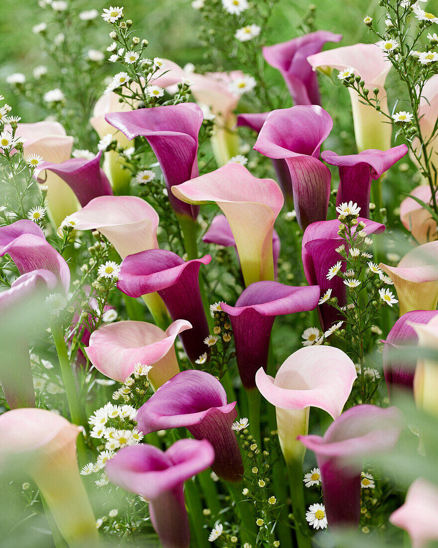 Calla combination (calla lilies)