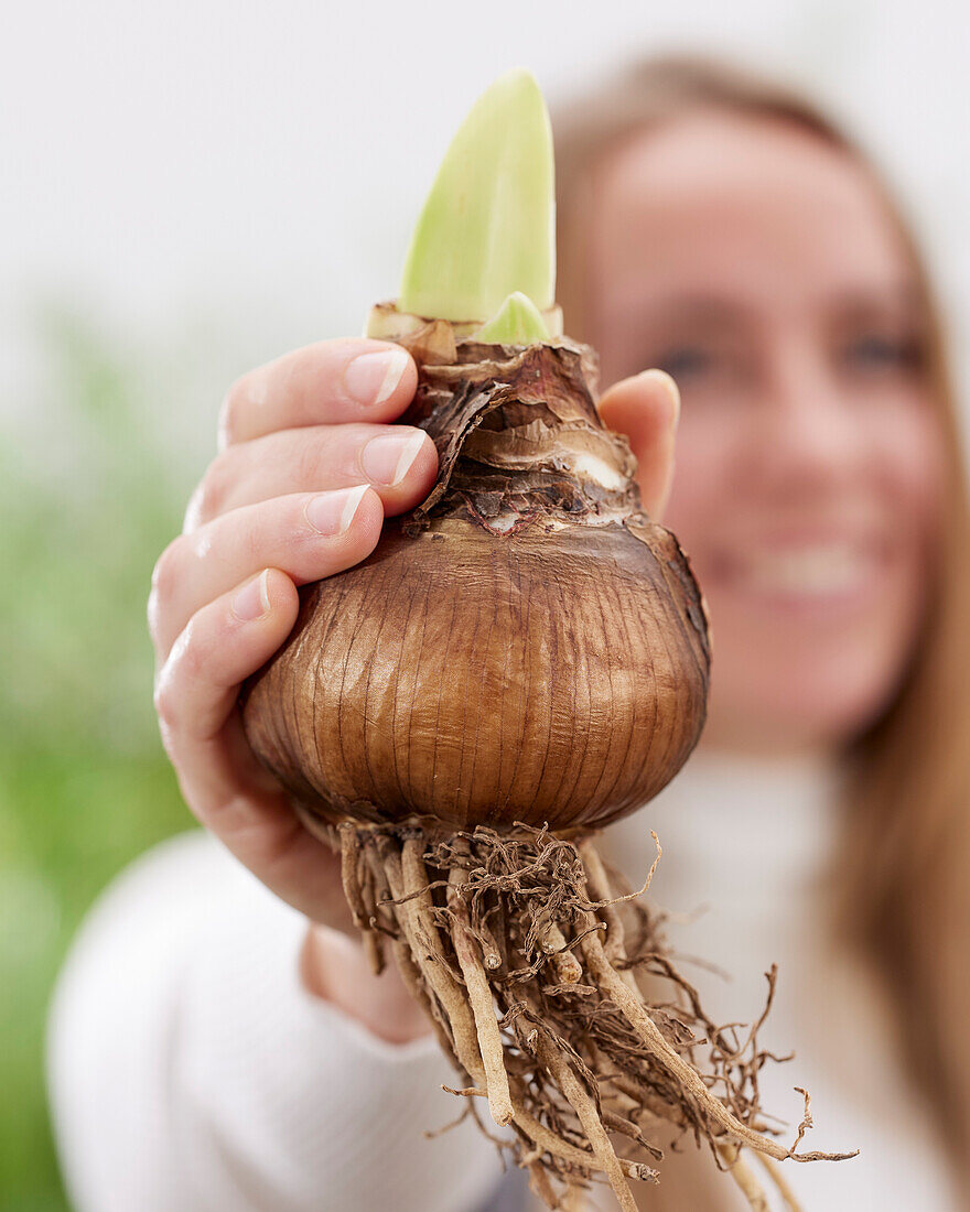 Junge Dame mit Amaryllis-Zwiebel