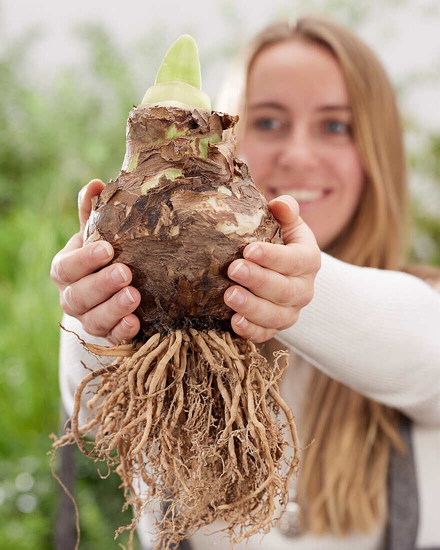 Young lady holding Amaryllis bulb