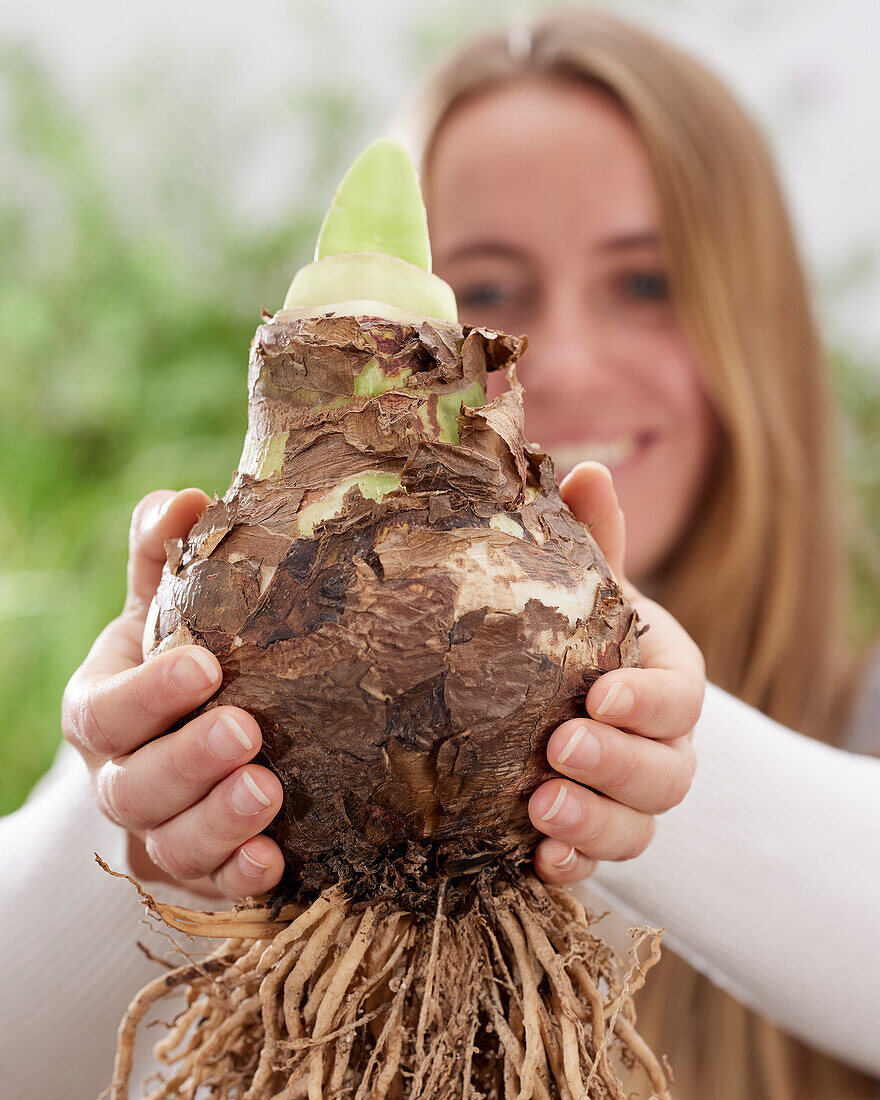 Junge Dame mit Amaryllis-Zwiebel