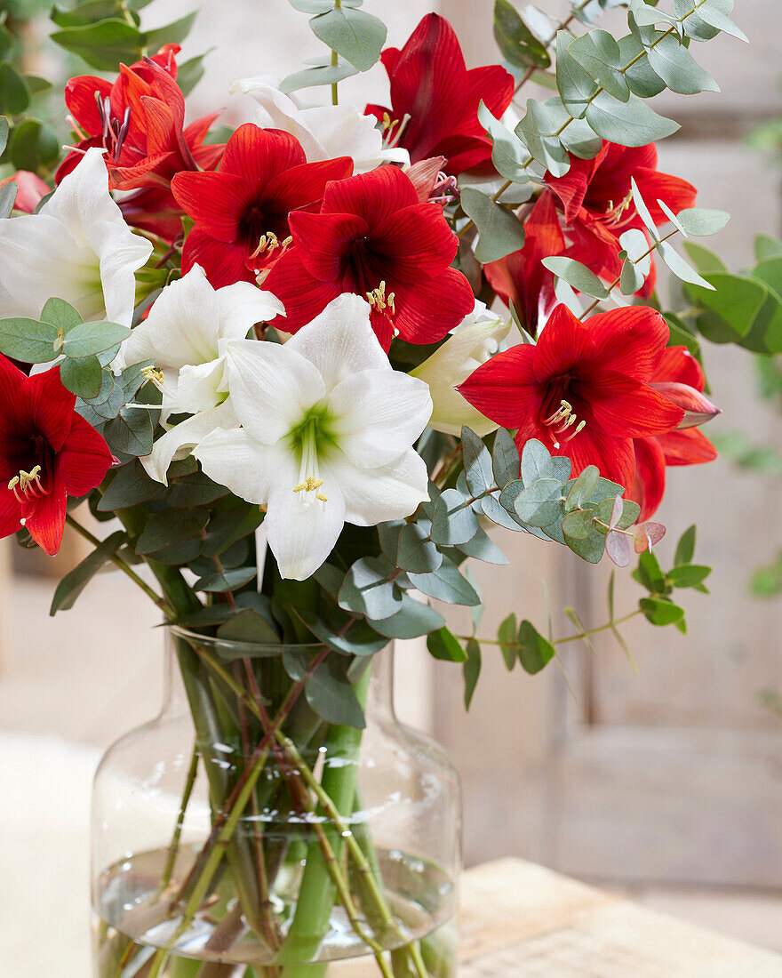 Mixed amaryllis bouquet