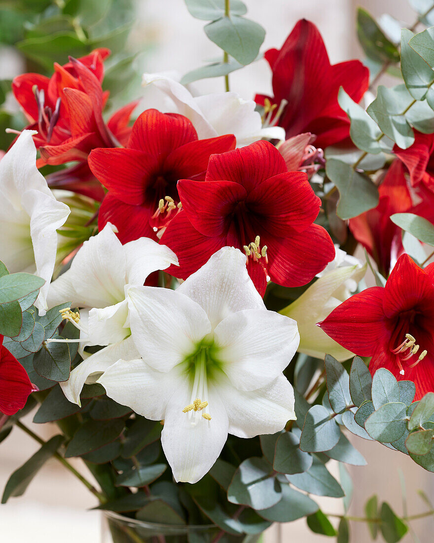 Mixed amaryllis bouquet