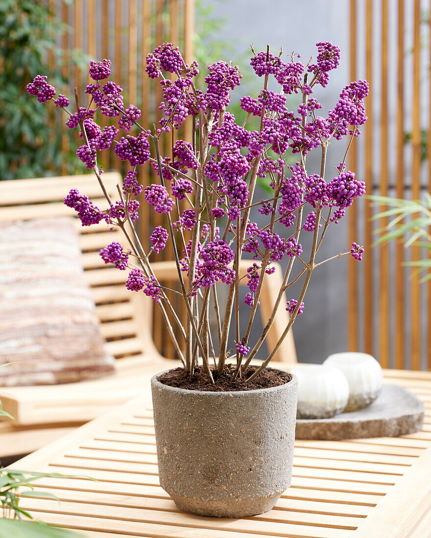 Callicarpa bodinieri Profusion