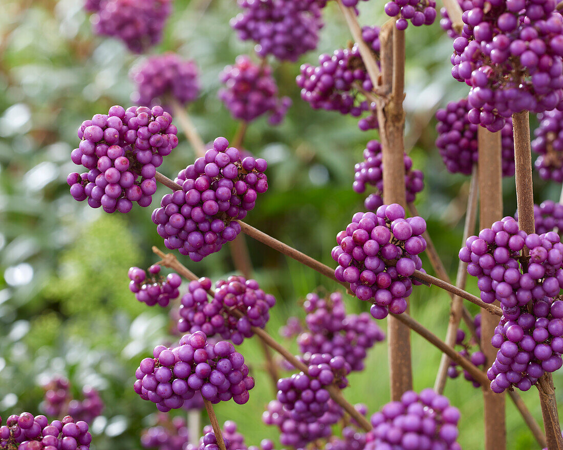 Callicarpa bodinieri Profusion